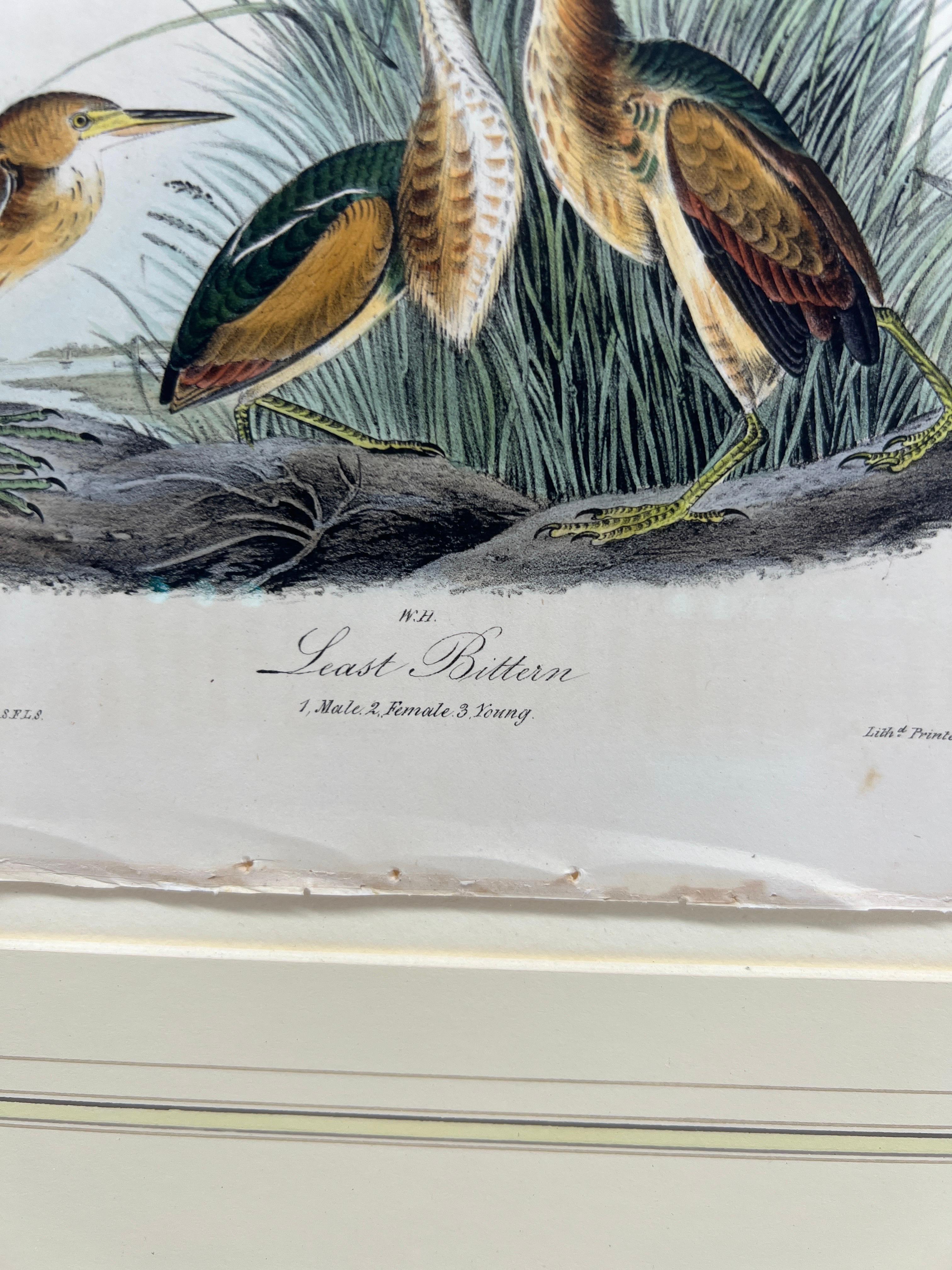 Pair, J.J. Audubon „Least Bittern“ & „American Bittern“ Ornithologicals im Angebot 1
