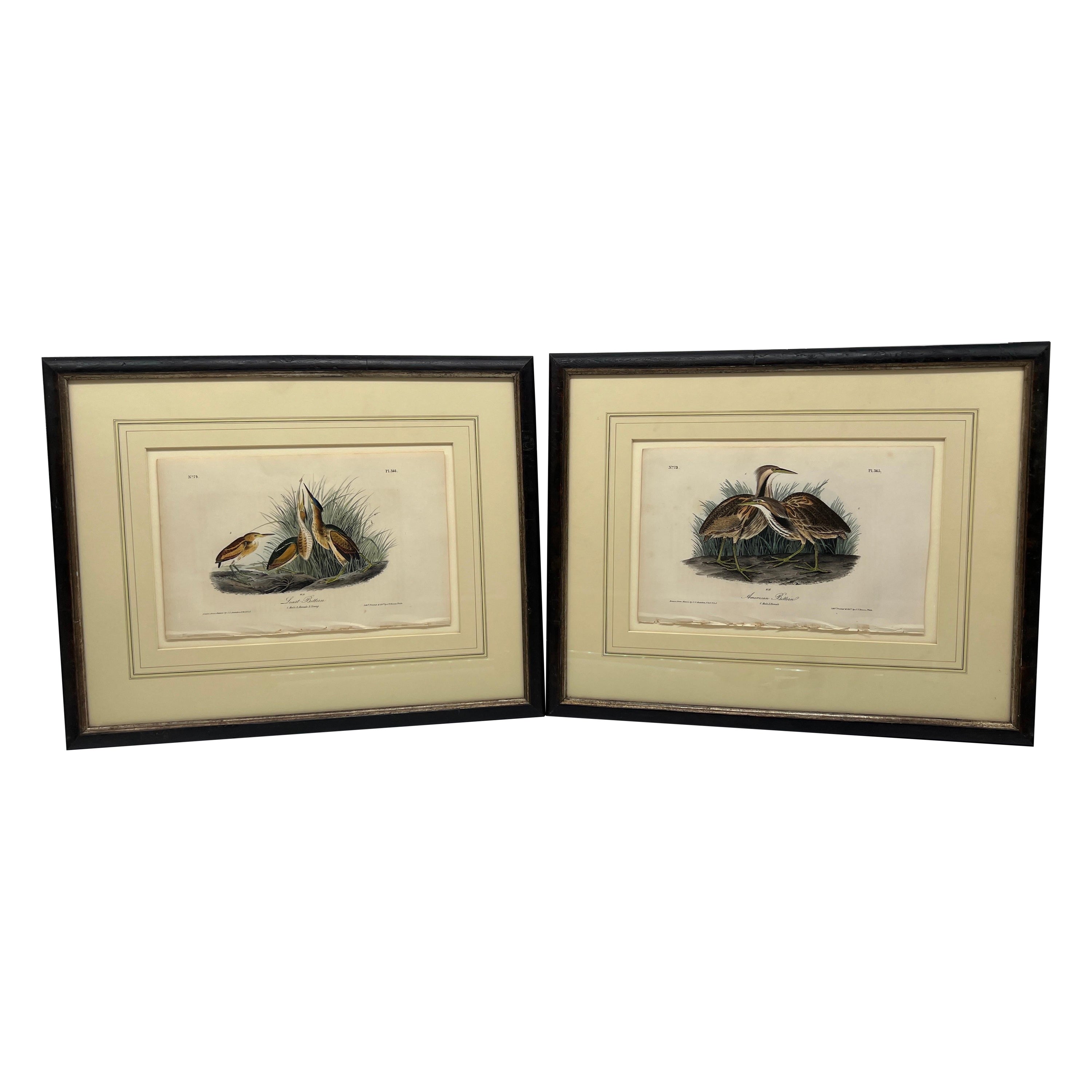 Pair, j.j. Ornithologiques Audubon « Least Bittern » et « American Bittern » en vente