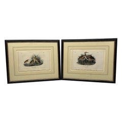 Pair, j.j. Ornithologiques Audubon « Least Bittern » et « American Bittern »