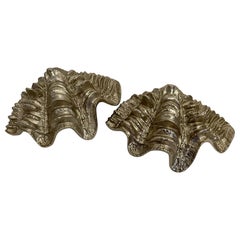 Pair Large Clam Shells or Seashells