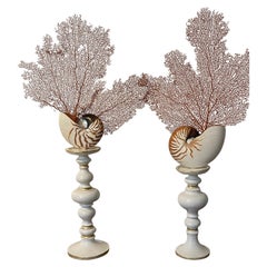 Paire de coquillages Nautilus sur chandeliers en laiton du 19e siècle