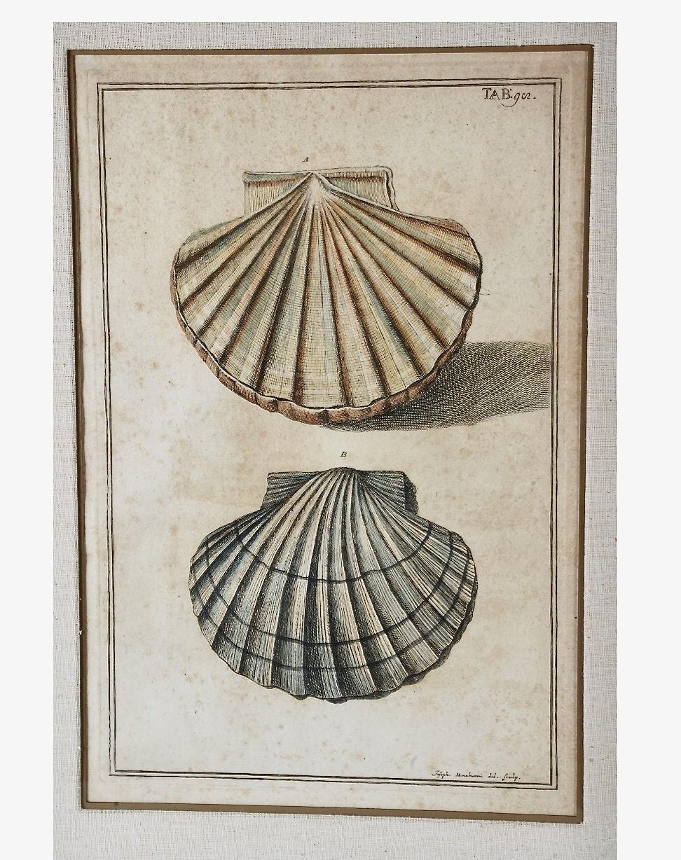 This is an iconic pair of Niccolo Gualtieri (1688-1744) hand colored shell engravings that formed part of his Testarum Conchyliorum which was published in 1742. The folios are beautifully matted and framed in a faux bamboo, regency style frame. The