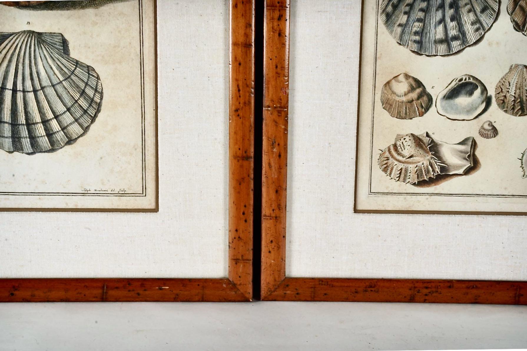 Mid-18th Century Pair Niccolo Gualtieri Shell Engravings