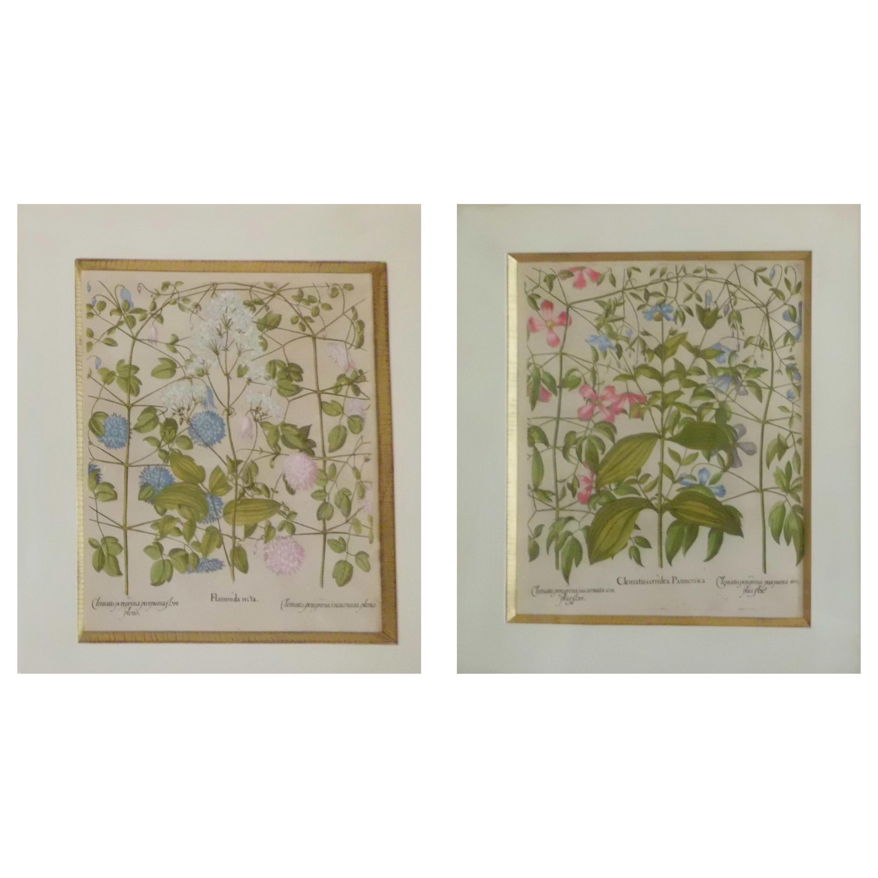 Pair of 17th Century Copper Plate Engraving First Edition 1613 by B.Besler For Sale