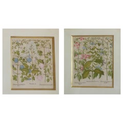 Antique Pair of 17th Century Copper Plate Engraving First Edition 1613 by B.Besler