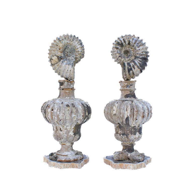 Pair of 17th century Italian fragment vases mounted with fossil ammonites and fossil shells on petrified wood bases.

The pair is from a church in Florence. They were found and saved from the historic flooding of the Arno River in 1966. The