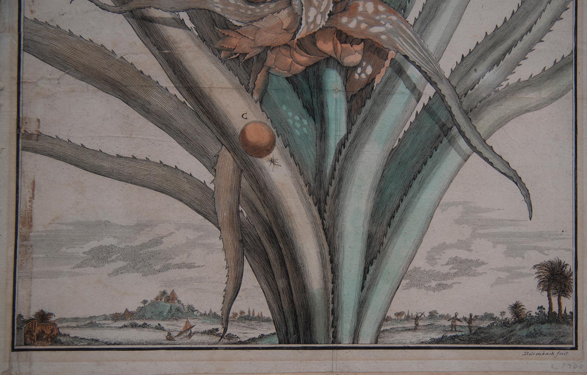 Modern Pair of 17th Century Pineapple Engravings For Sale