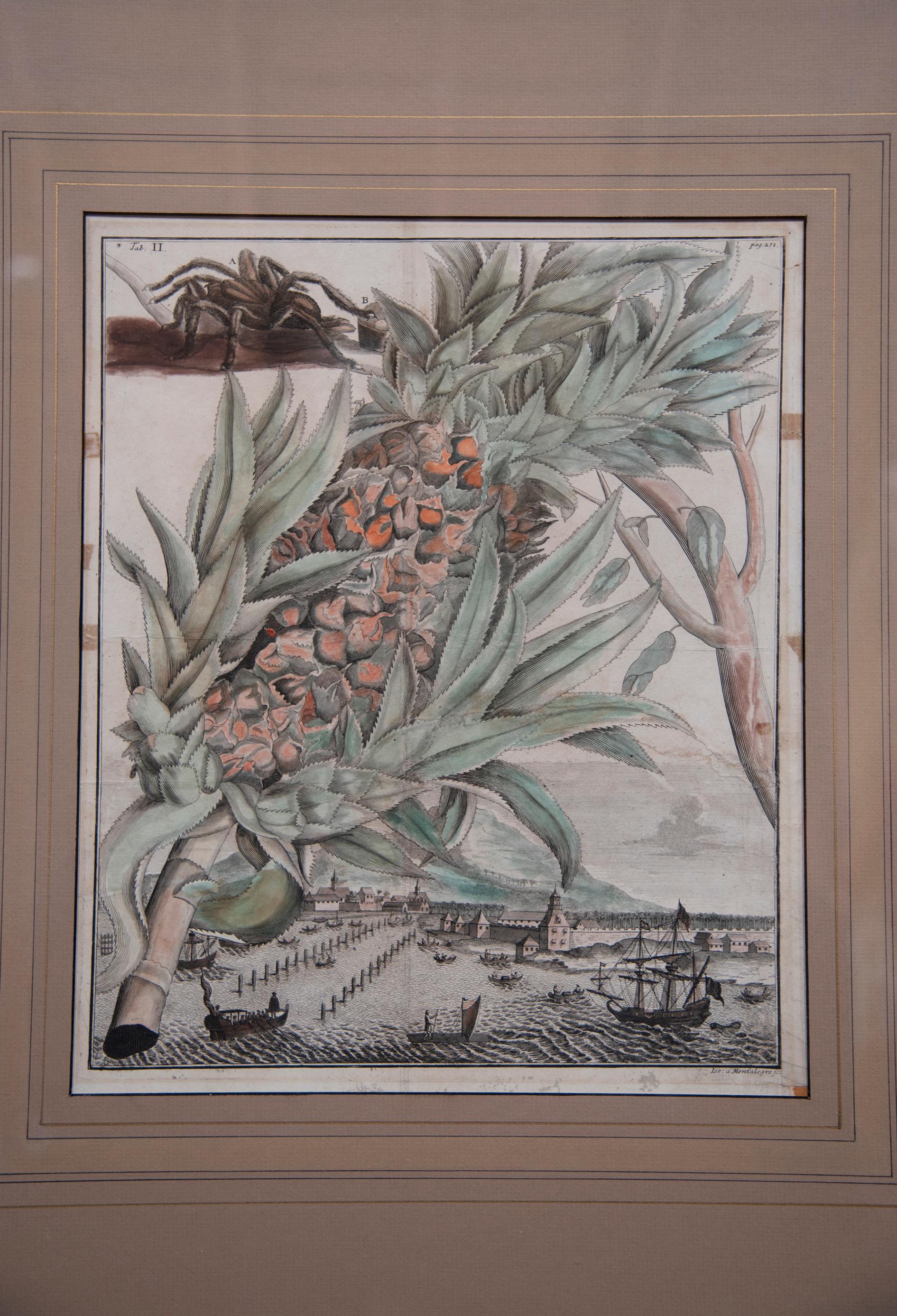 American Pair of 17th Century Pineapple Engravings For Sale