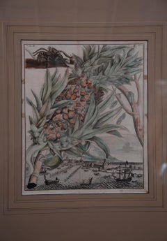 Pair of 17th Century Pineapple Engravings