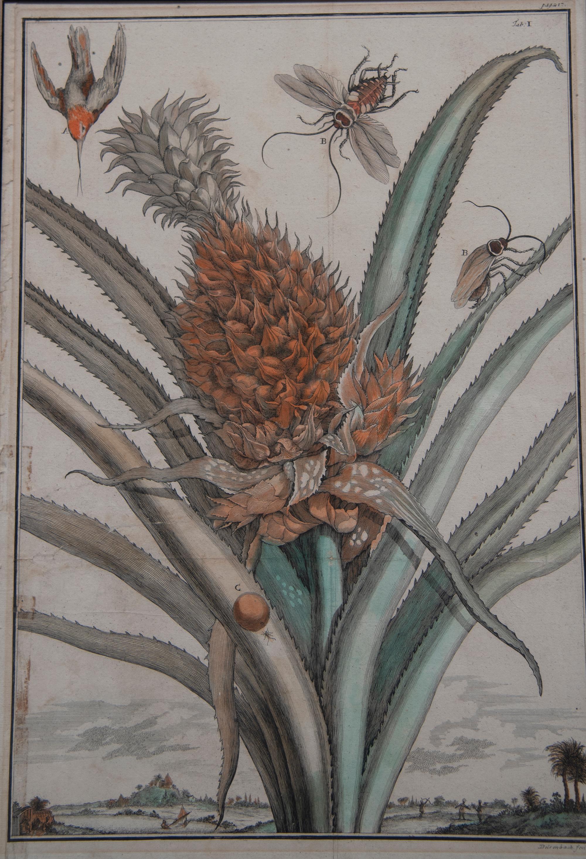 18th Century and Earlier Pair of 17th Century Pineapple Engravings For Sale