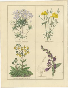 Pair of 1836 Hand-Colored Flower Prints from B. Maund’s Botanic Garden