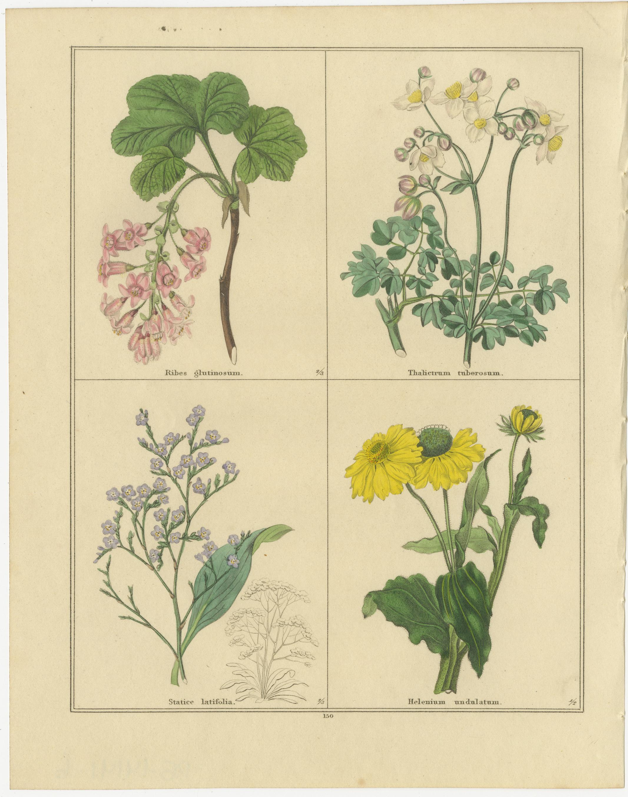 Paar handkolorierte Blumendrucke von 1836 aus dem Botanischen Garten von B. Maund (Britisch) im Angebot