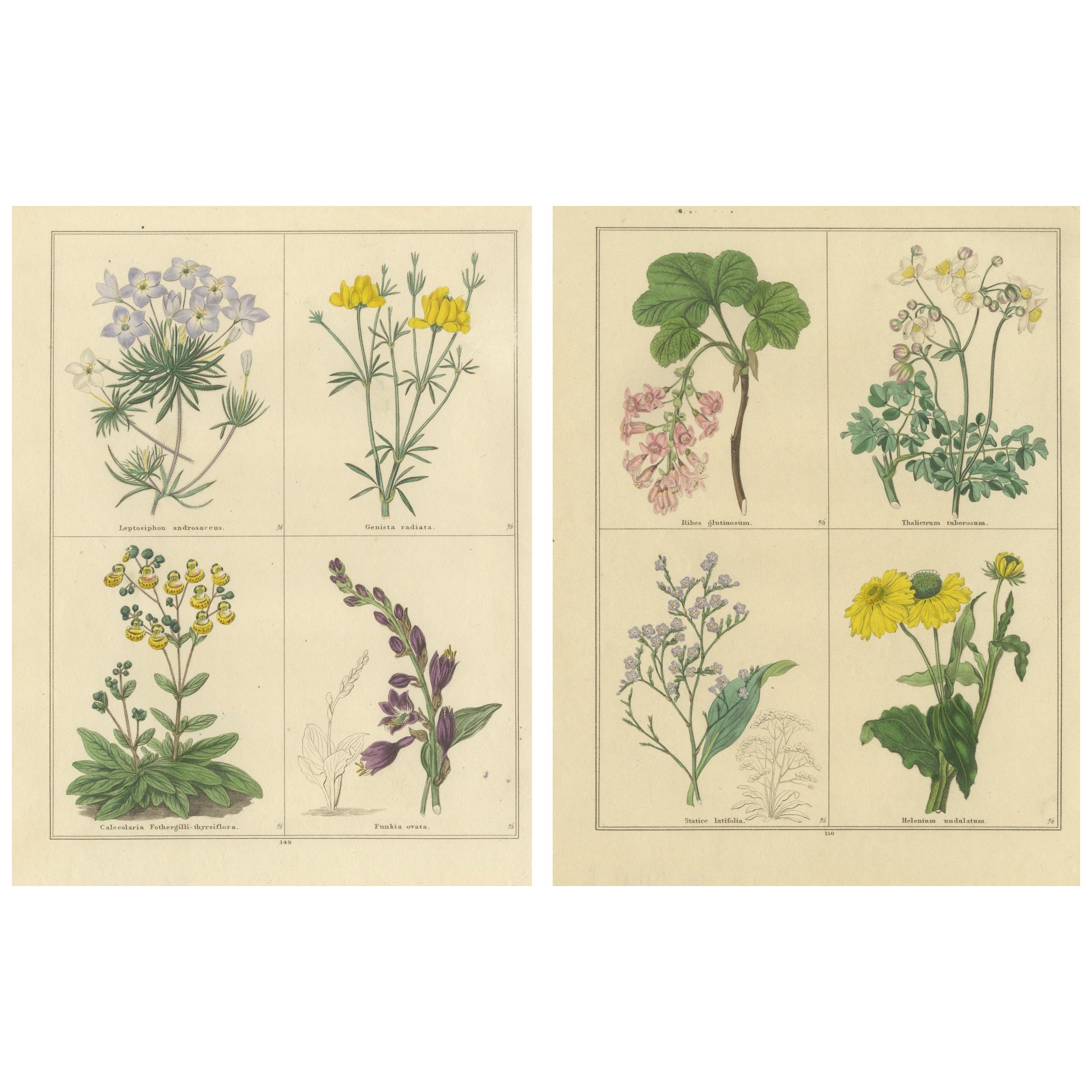 Paar handkolorierte Blumendrucke von 1836 aus dem Botanischen Garten von B. Maund im Angebot