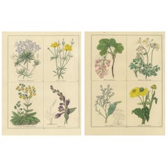 Pair of 1836 Hand-Colored Flower Prints from B. Maund’s Botanic Garden