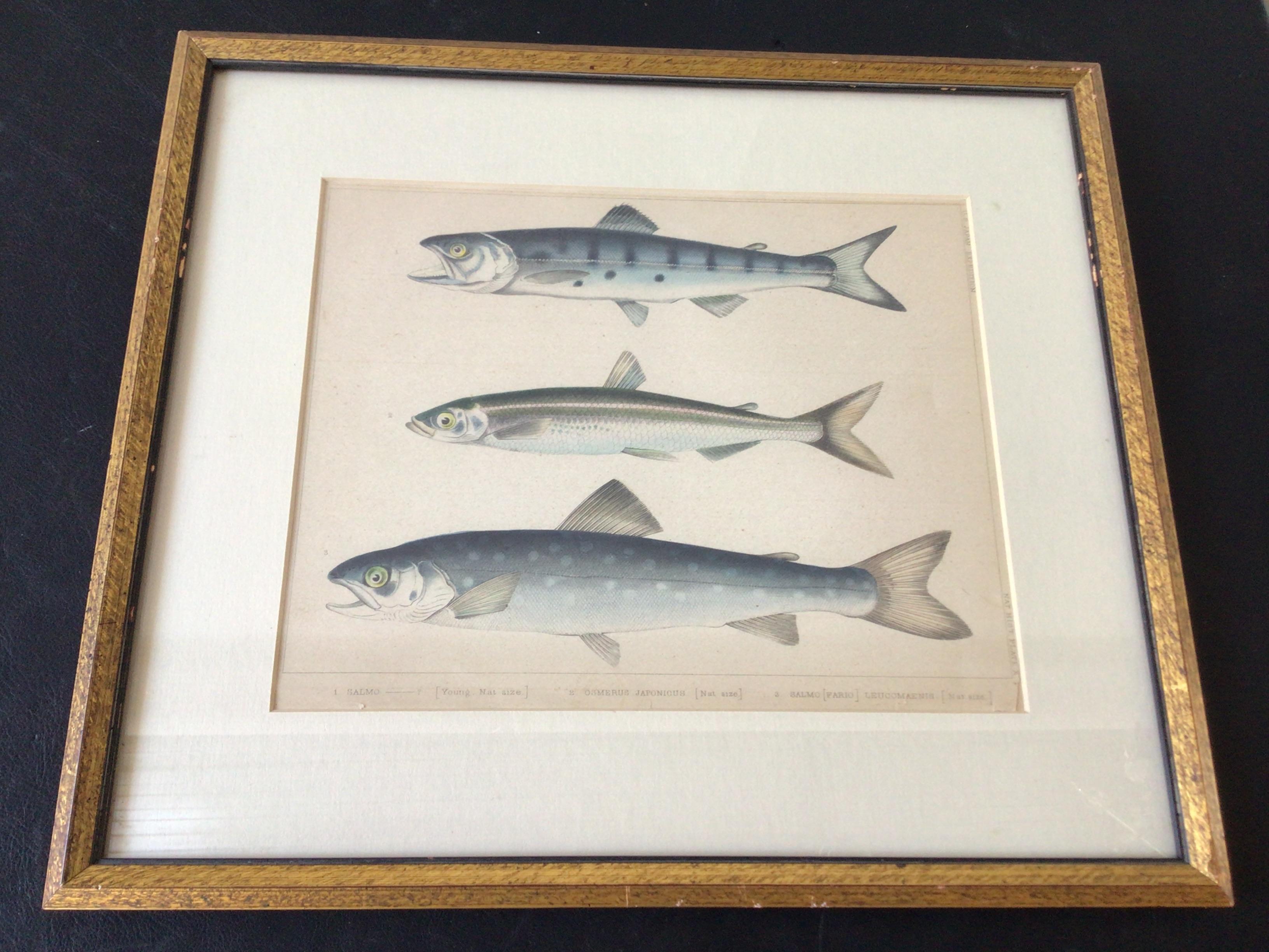 Pair of 1850s Fish Prints from the US Japan Expedition 5