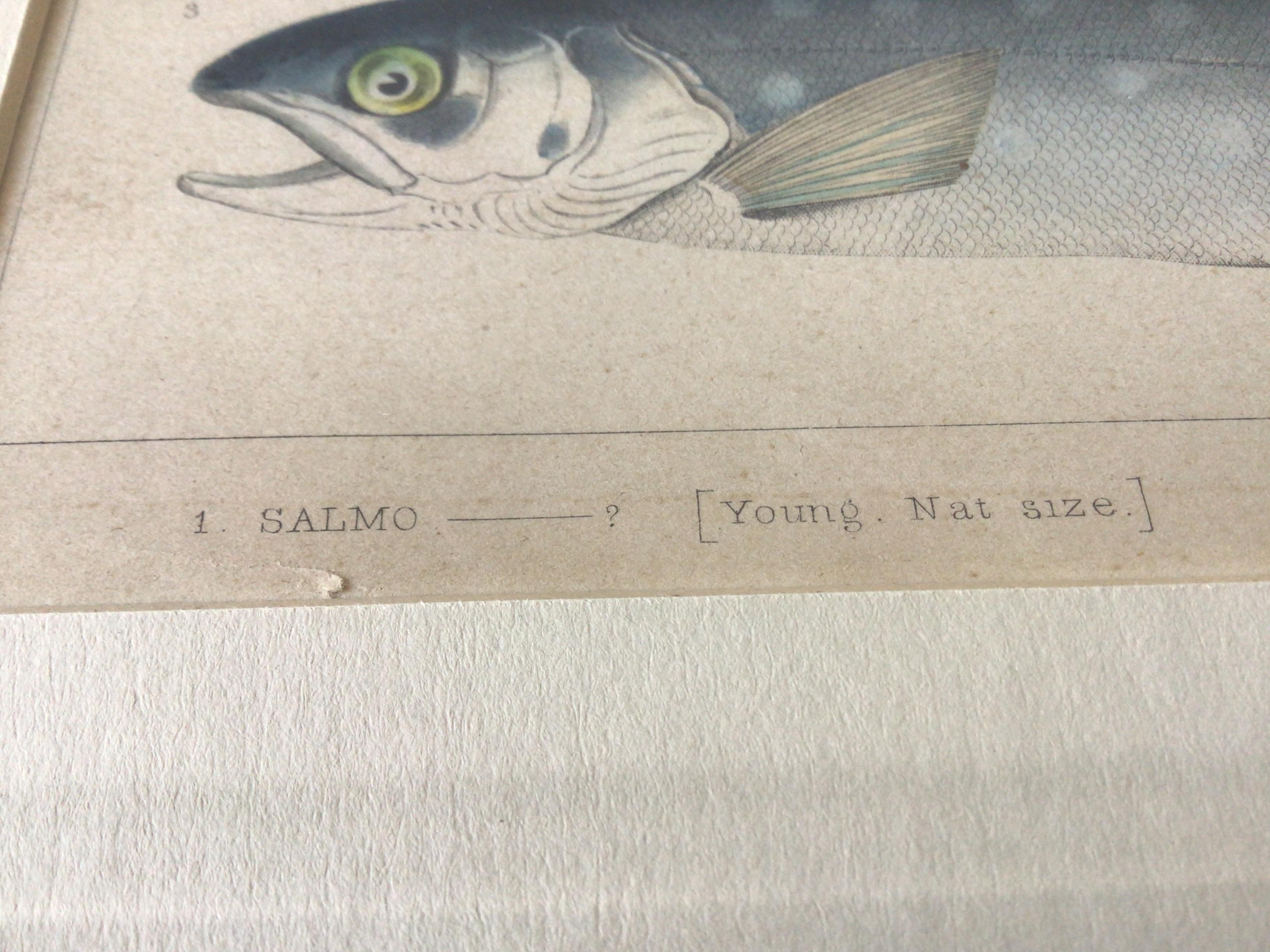 Pair of 1850s Fish Prints from the US Japan Expedition 6