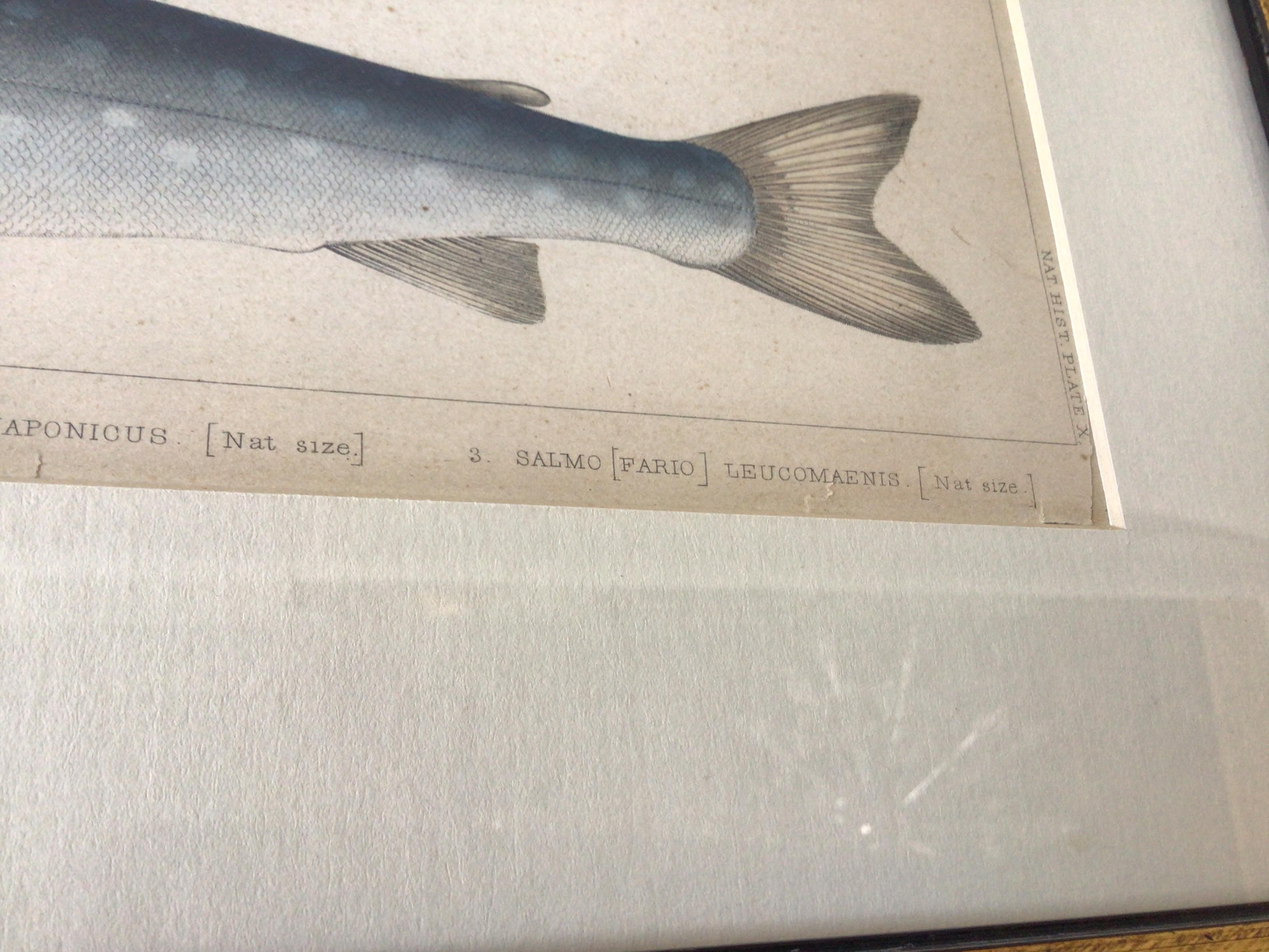 Pair of 1850s Fish Prints from the US Japan Expedition 7