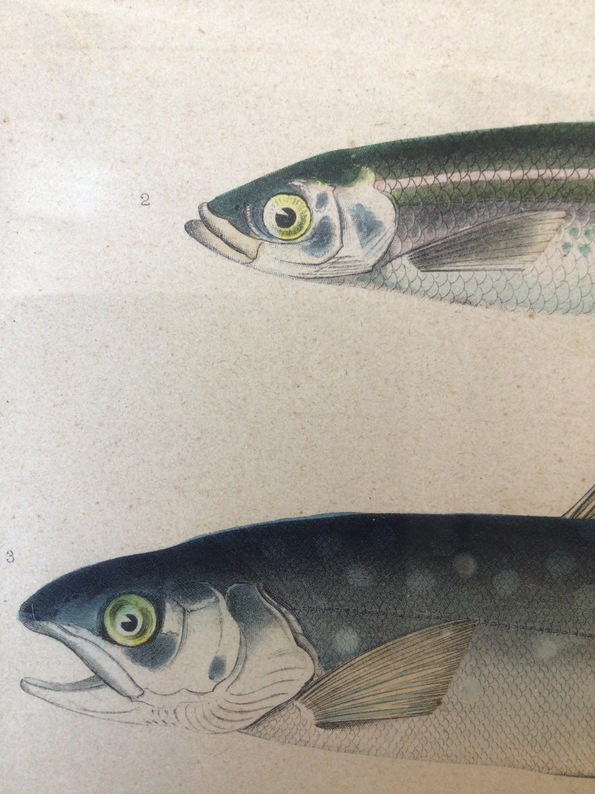 Pair of 1850s Fish Prints from the US Japan Expedition 8