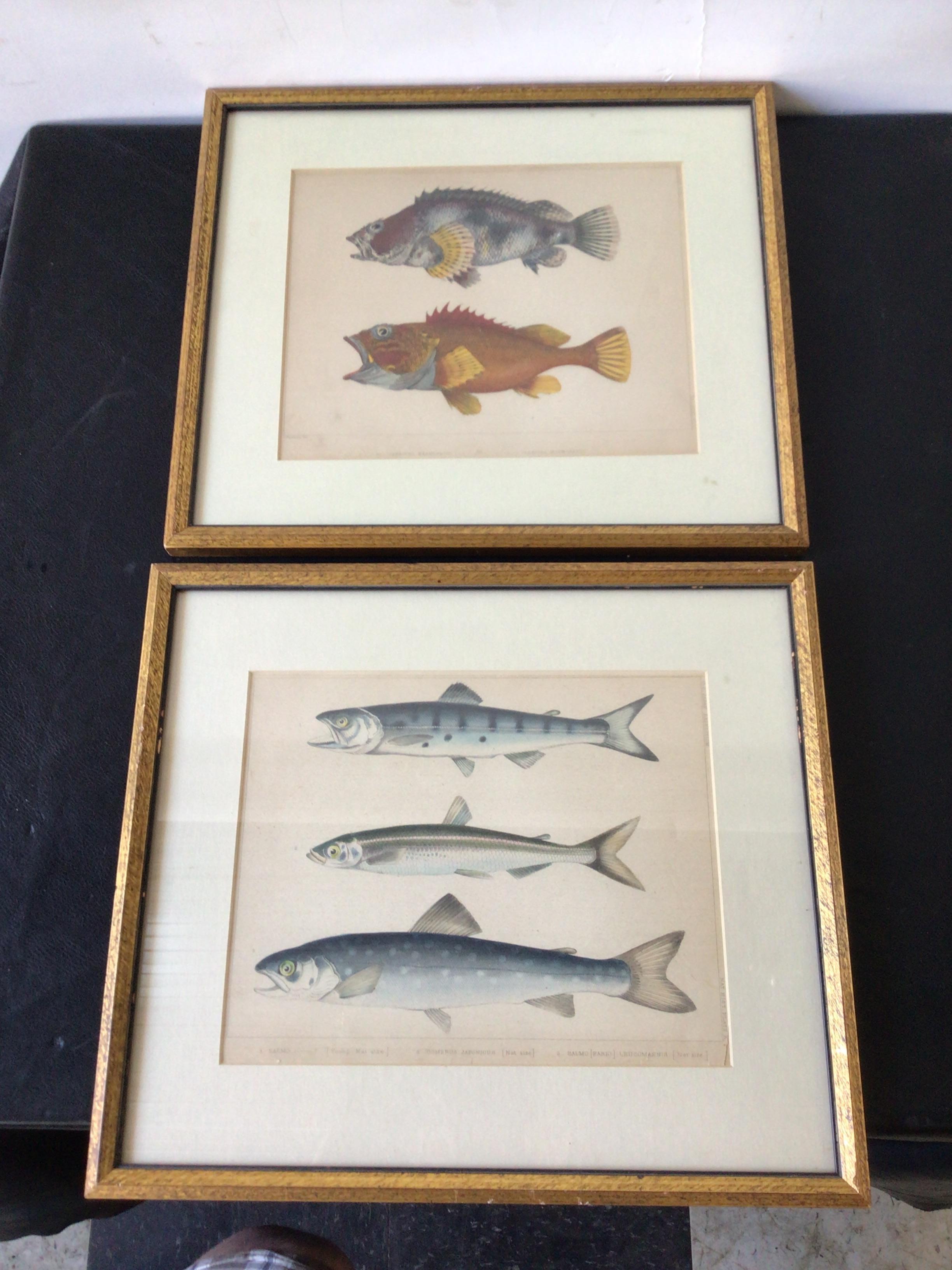 Pair of fish prints from the 1853 US Japan expedition.