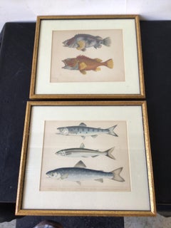 Pair of 1850s Fish Prints from the US Japan Expedition