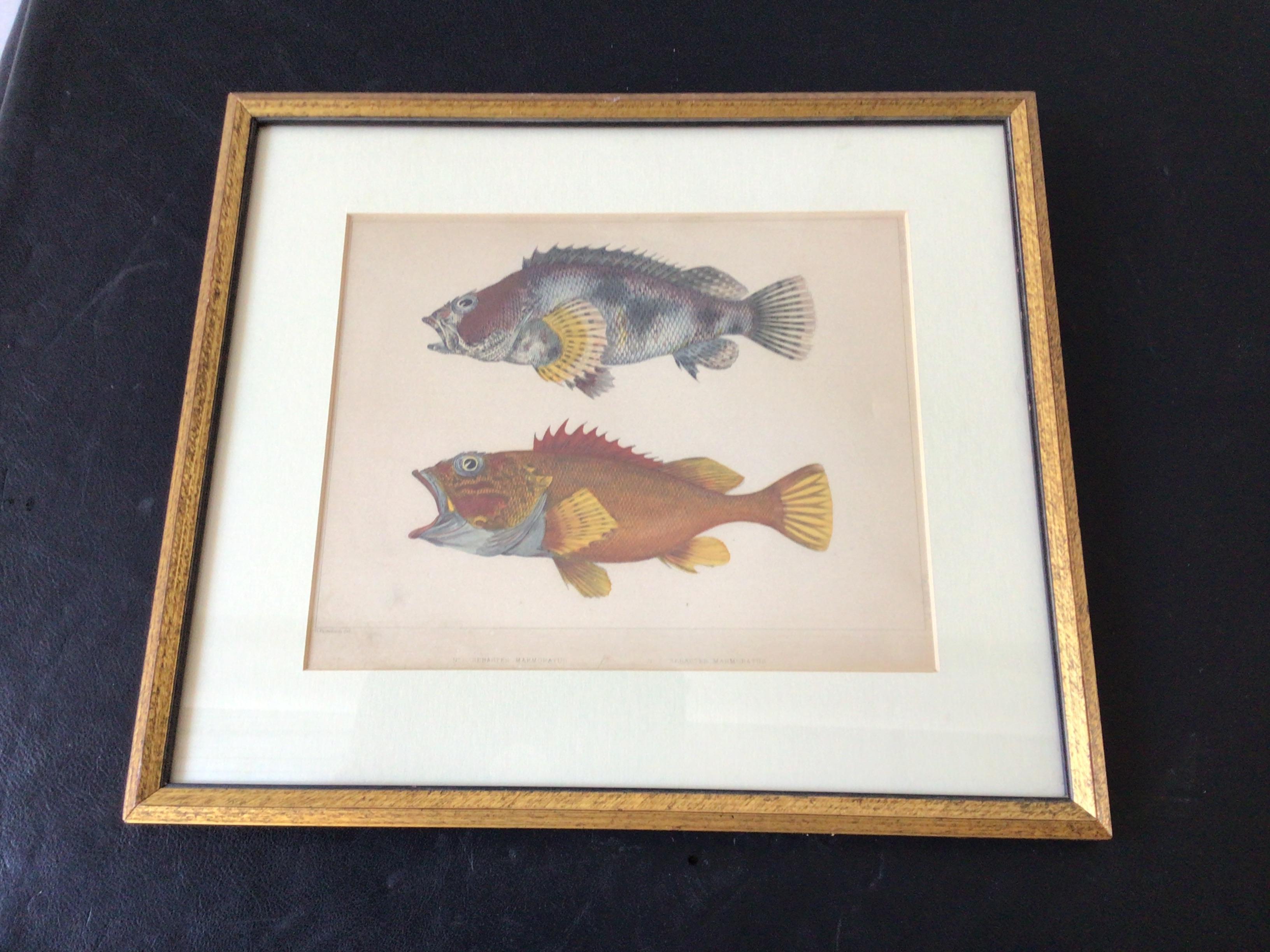Pair of 1850s Fish Prints from the US Japan Expedition In Good Condition In Tarrytown, NY