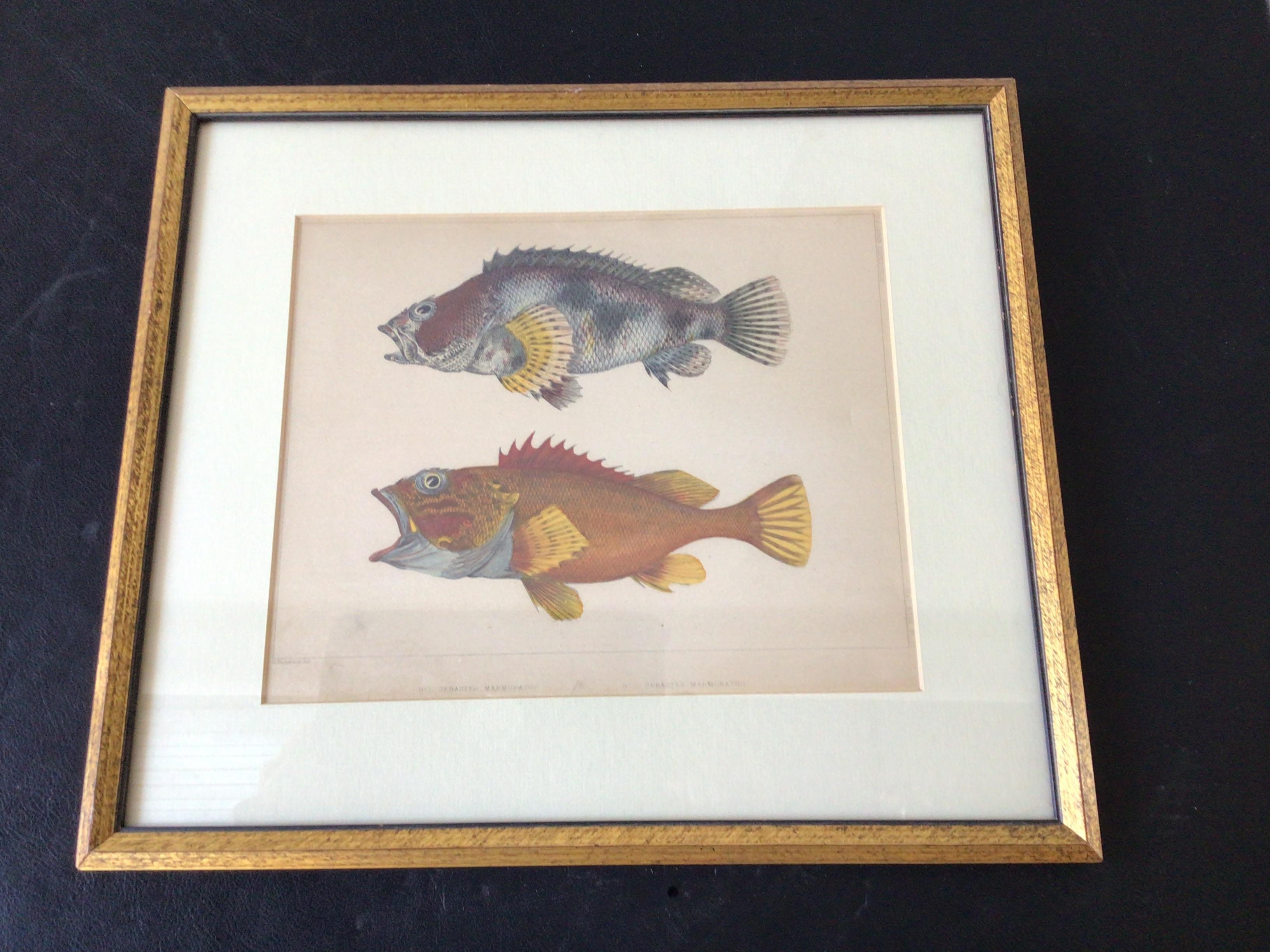 Mid-19th Century Pair of 1850s Fish Prints from the US Japan Expedition