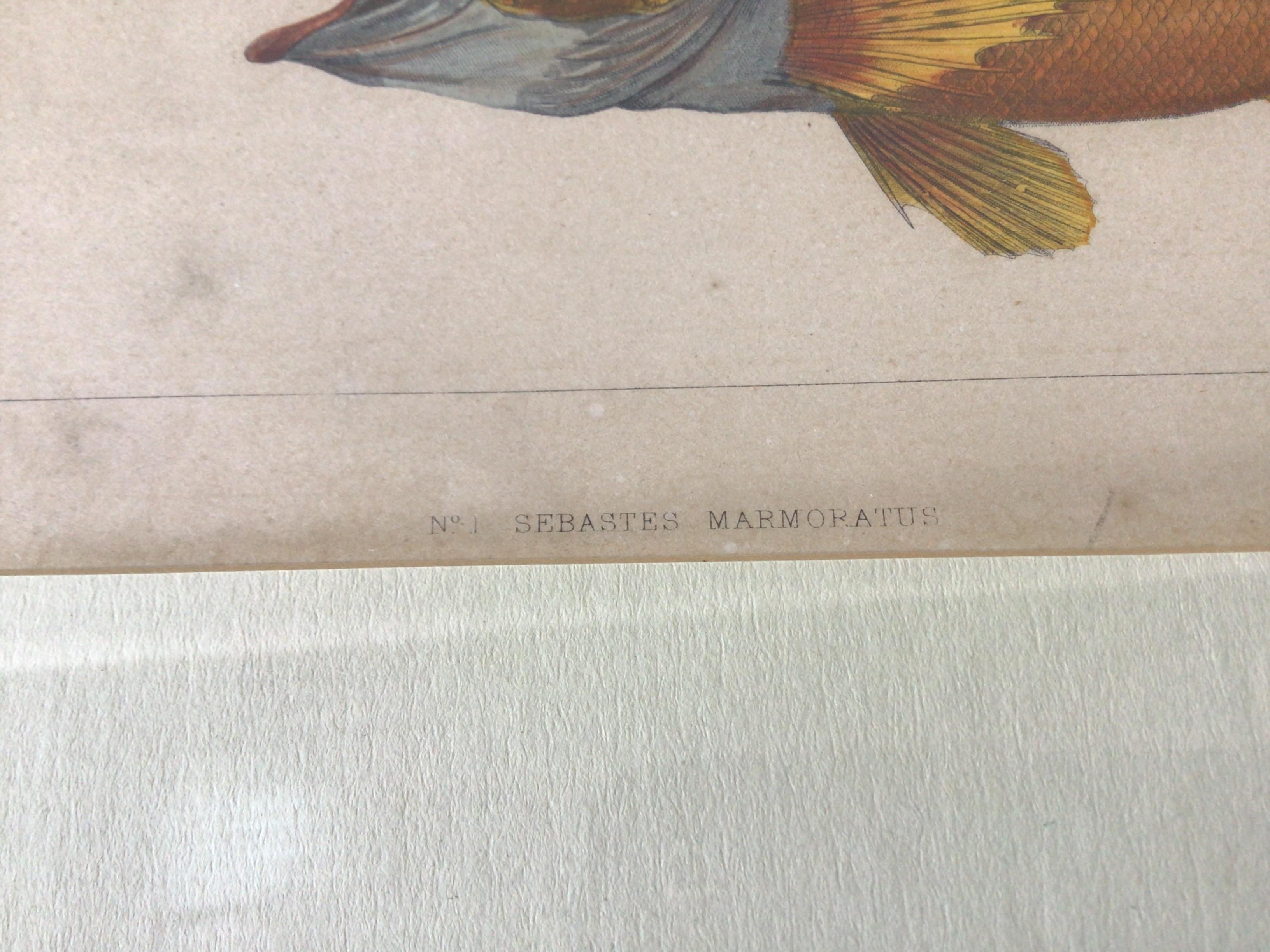 Paper Pair of 1850s Fish Prints from the US Japan Expedition