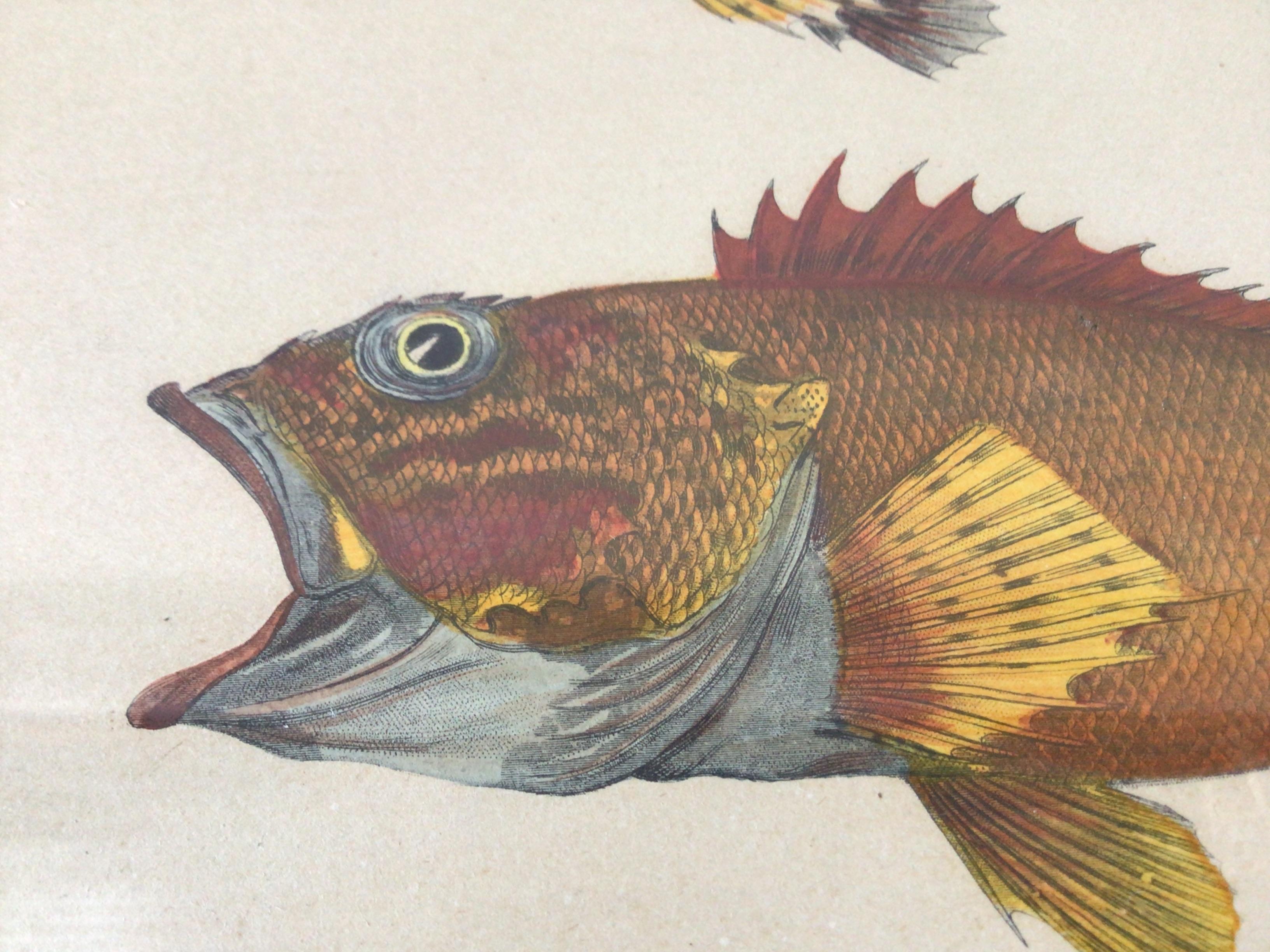 Pair of 1850s Fish Prints from the US Japan Expedition 4