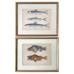 Pair of 1850s Fish Prints from the US Japan Expedition