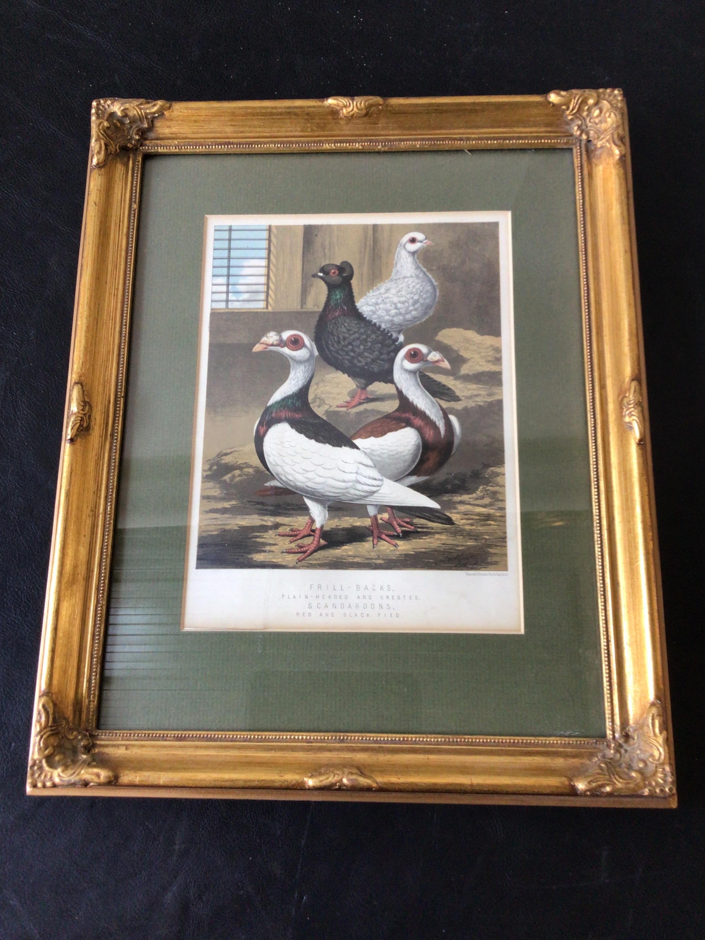 Pair of 1860s pigeon prints.