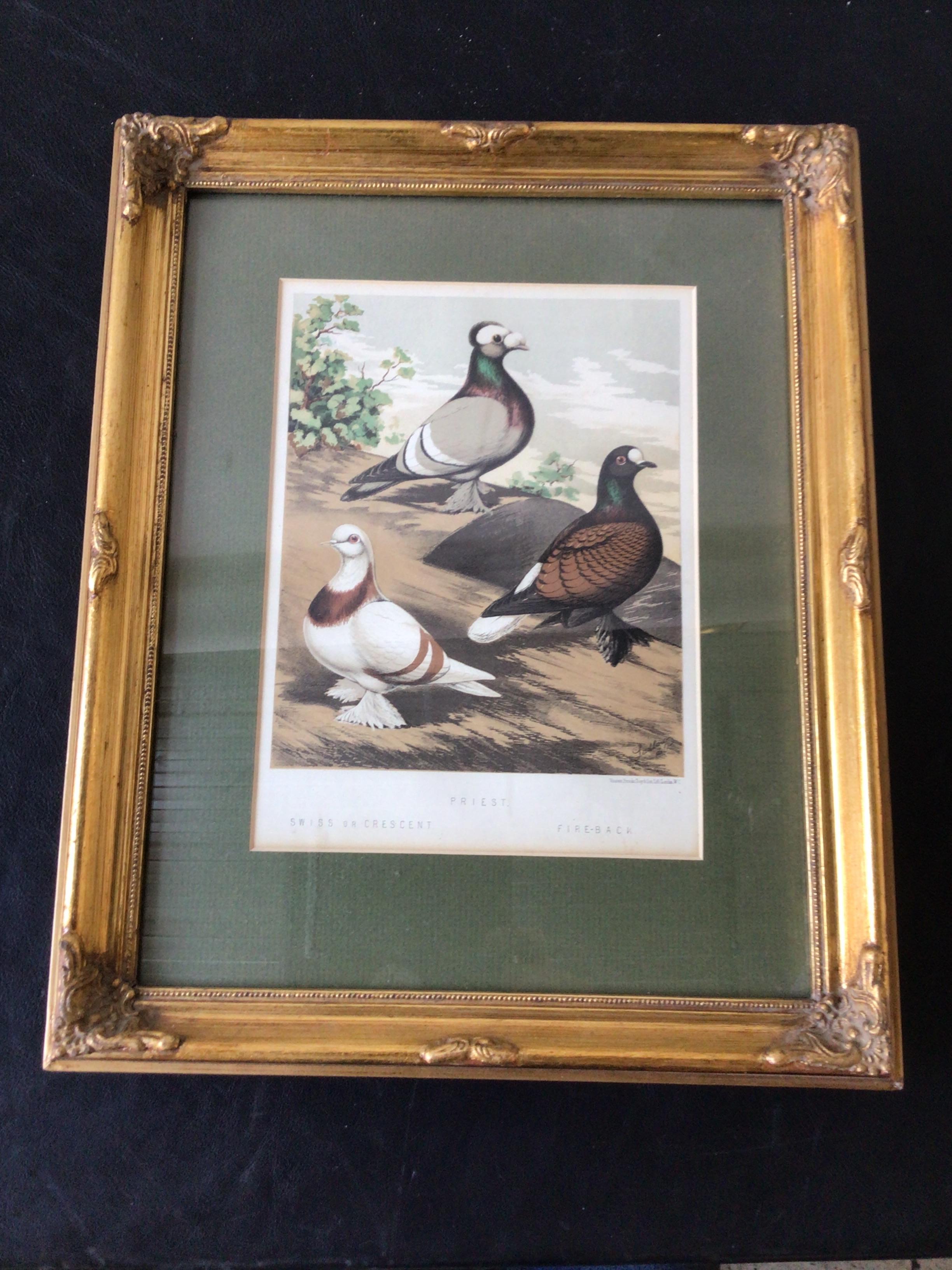 Pair of 1860s Pigeon Prints In Good Condition For Sale In Tarrytown, NY