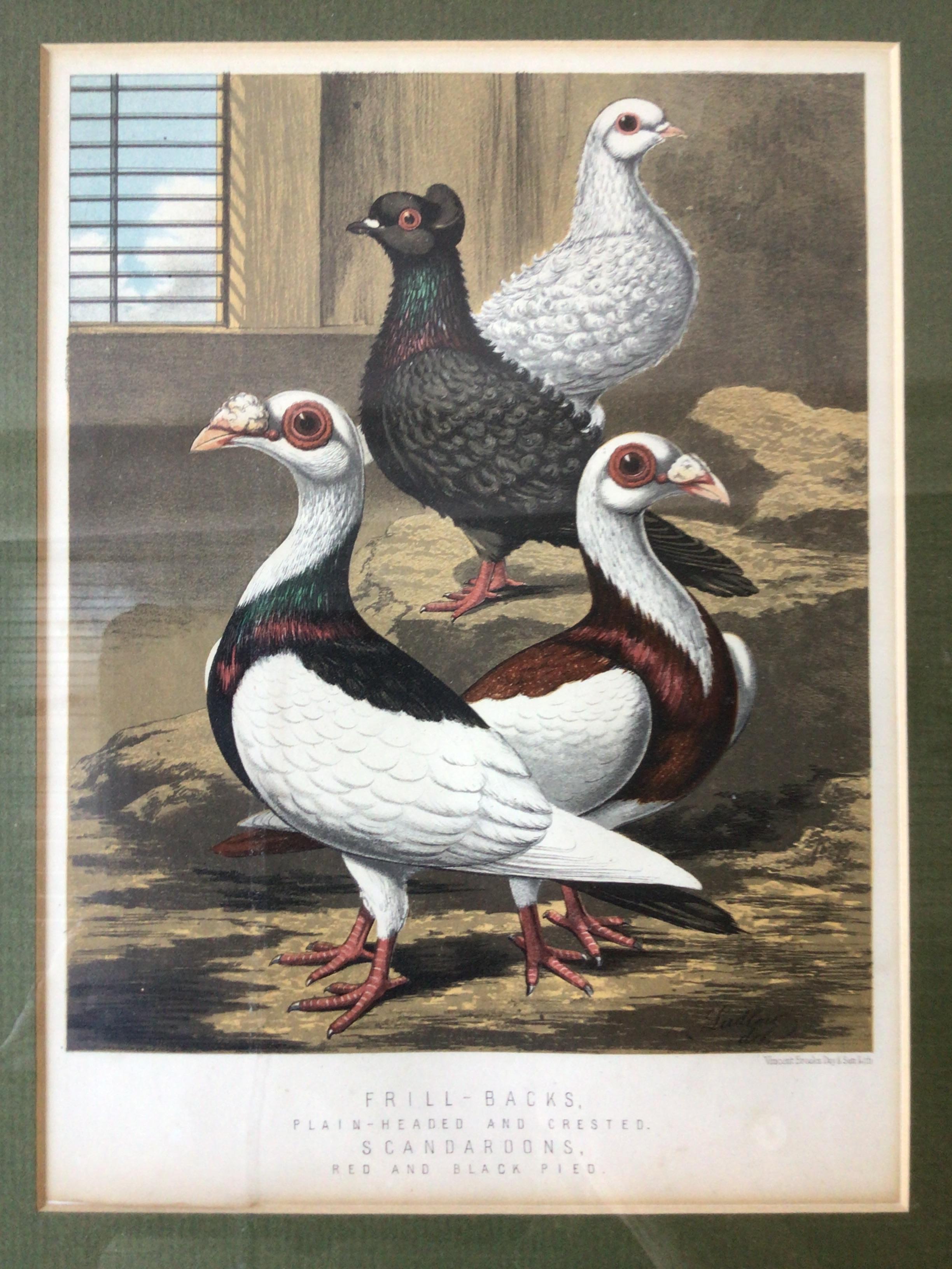 Mid-19th Century Pair of 1860s Pigeon Prints For Sale