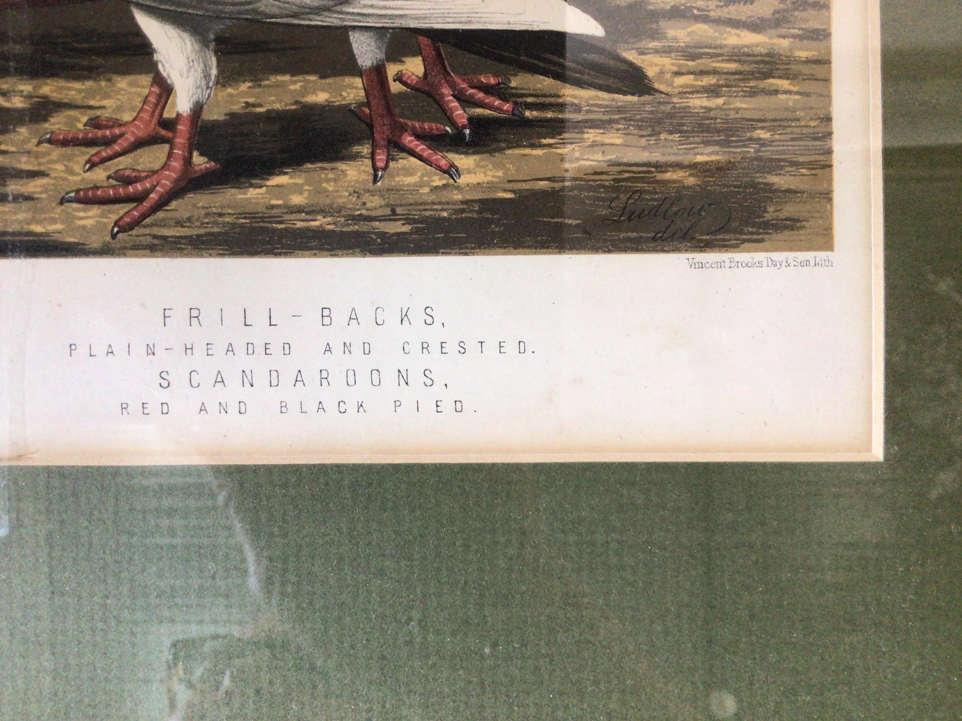 Paper Pair of 1860s Pigeon Prints For Sale