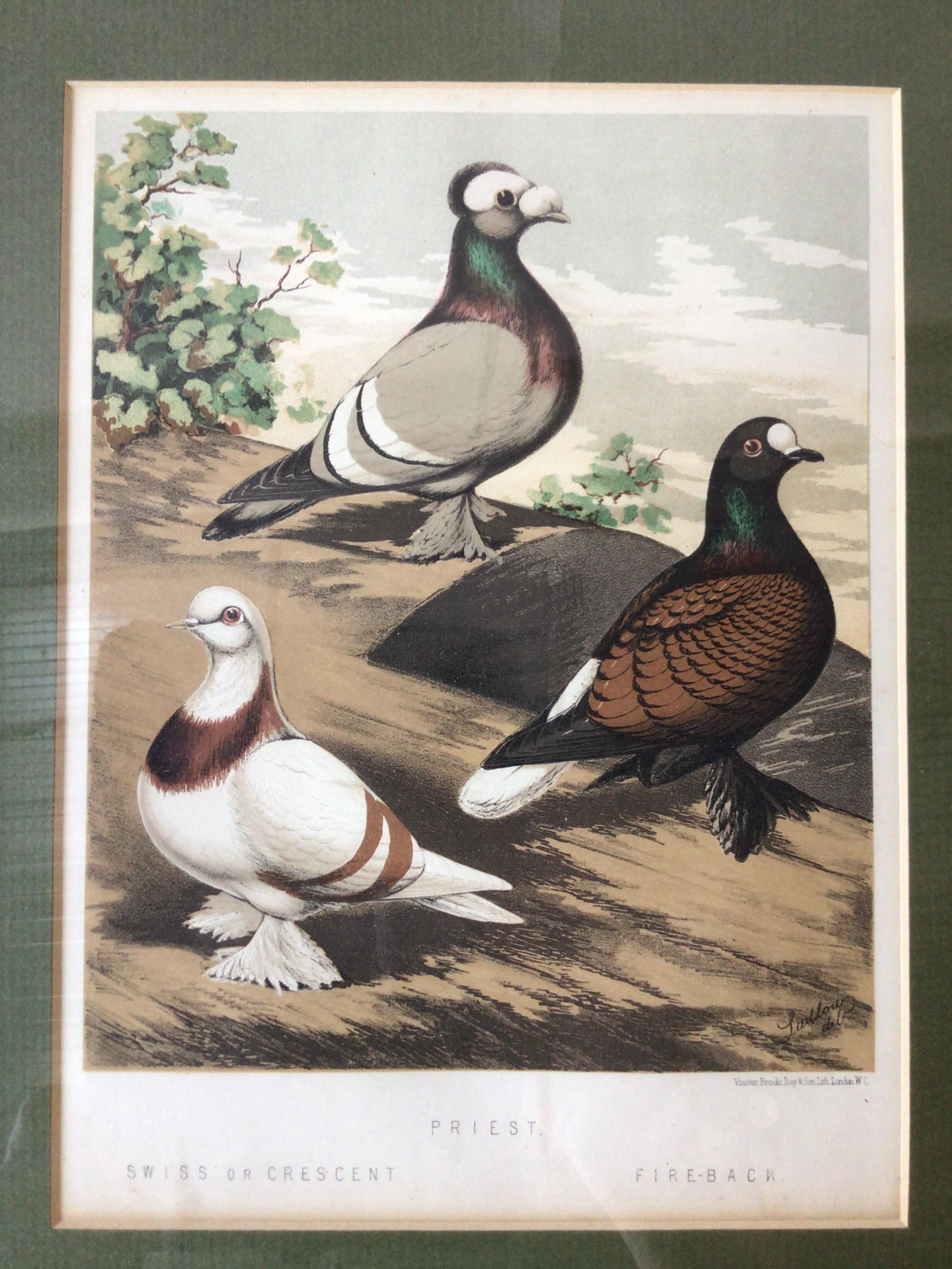 Pair of 1860s Pigeon Prints For Sale 1
