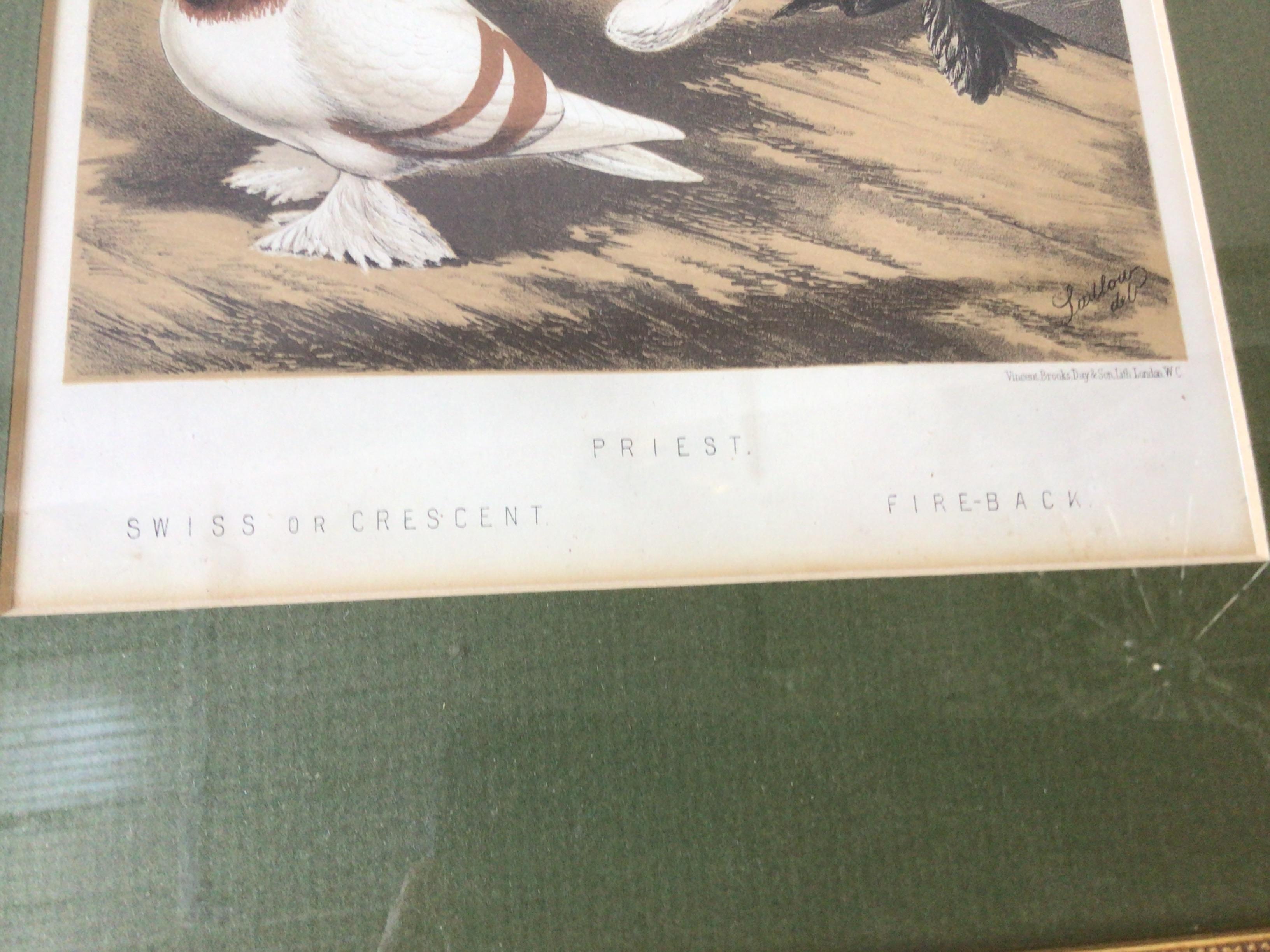 Pair of 1860s Pigeon Prints For Sale 2