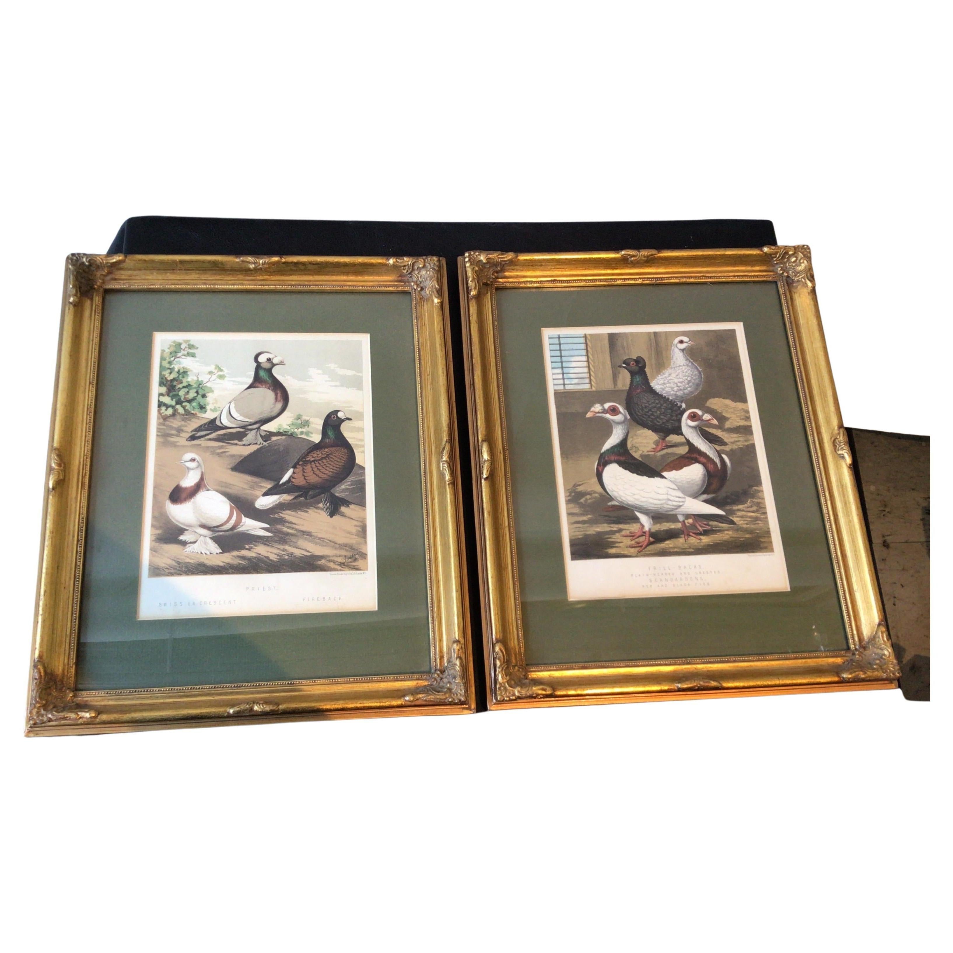 Pair of 1860s Pigeon Prints For Sale