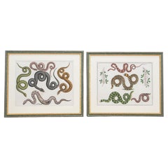 Pair of 18th Century Albertus Seba Hand Coloured Engravings