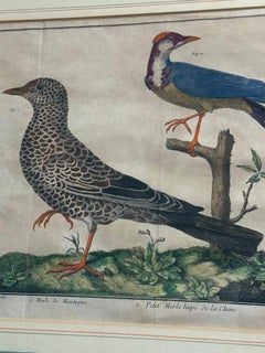 Pair Of 18th Century Bird Engravings