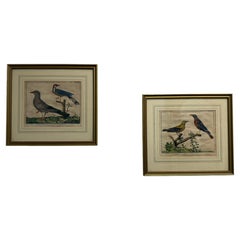 Pair Of 18th Century Bird Engravings