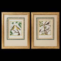 Pair of 18th Century Bird Prints/Engravings by Martinet