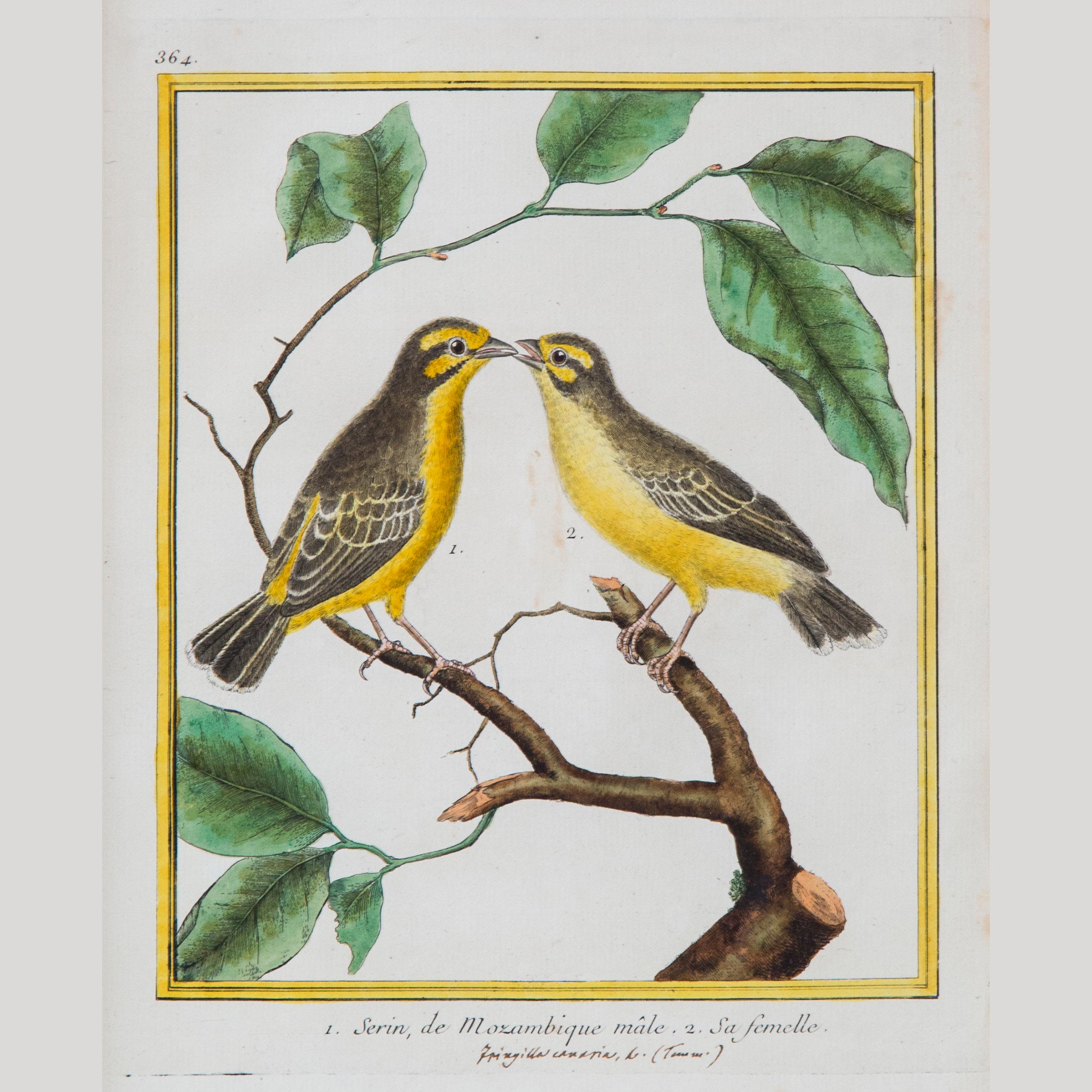 Pair of 18th Century Bird Prints/Engravings by Martinet In Good Condition In London, GB