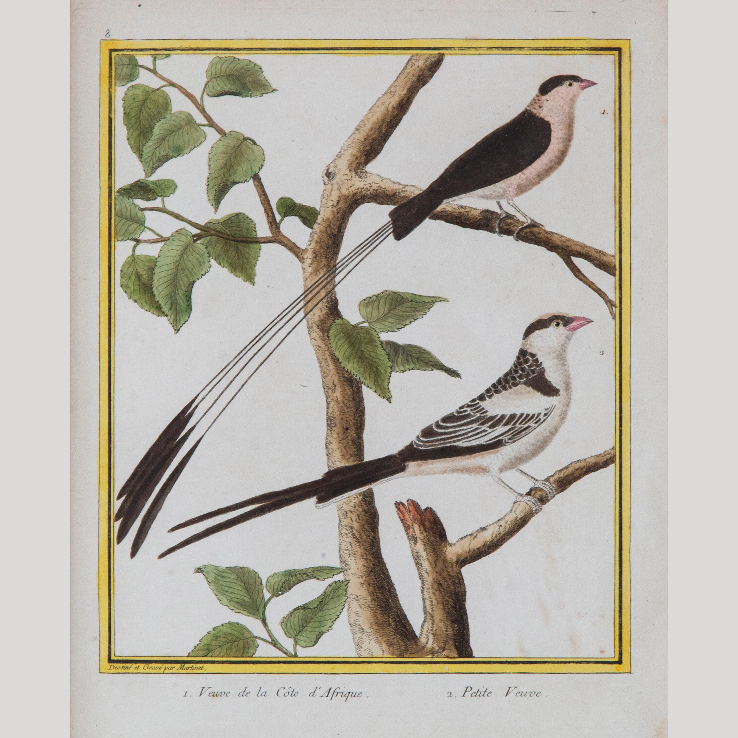 Paper Pair of 18th Century Bird Prints/Engravings by Martinet