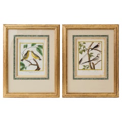 Antique Pair of 18th Century Bird Prints/Engravings by Martinet