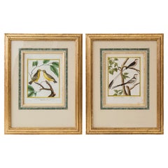 Pair of 18th Century Bird Prints/Engravings by Martinet