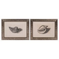 Pair of 18th Century Engravings by Lister
