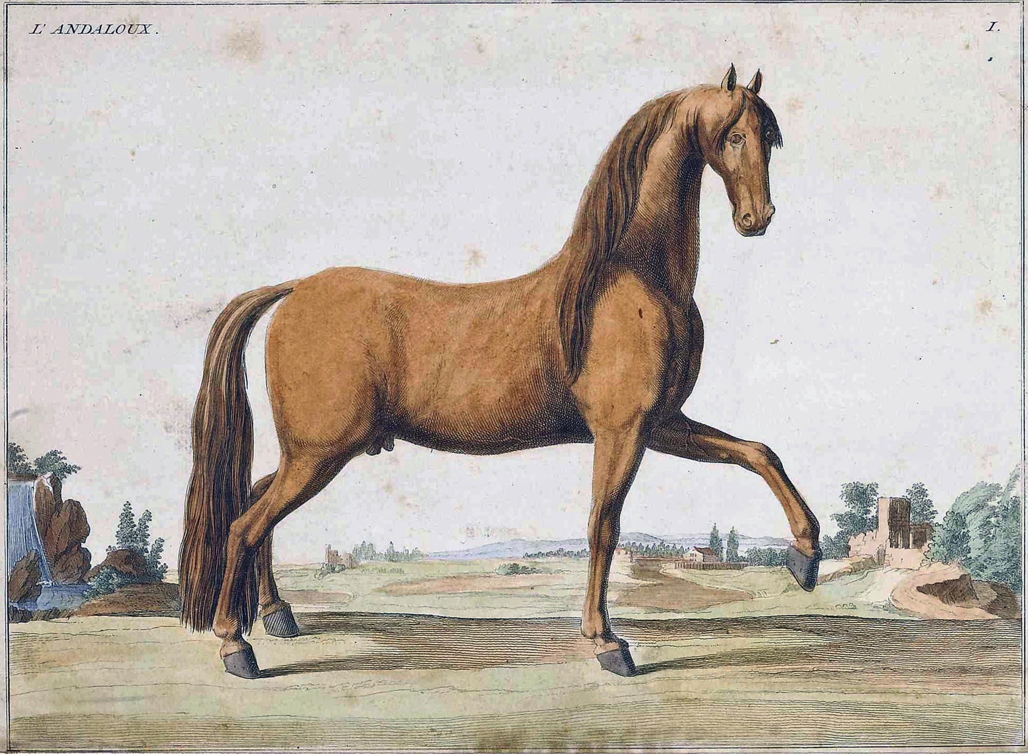 Papier Paire de gravures de chevaux du 18e siècle en vente