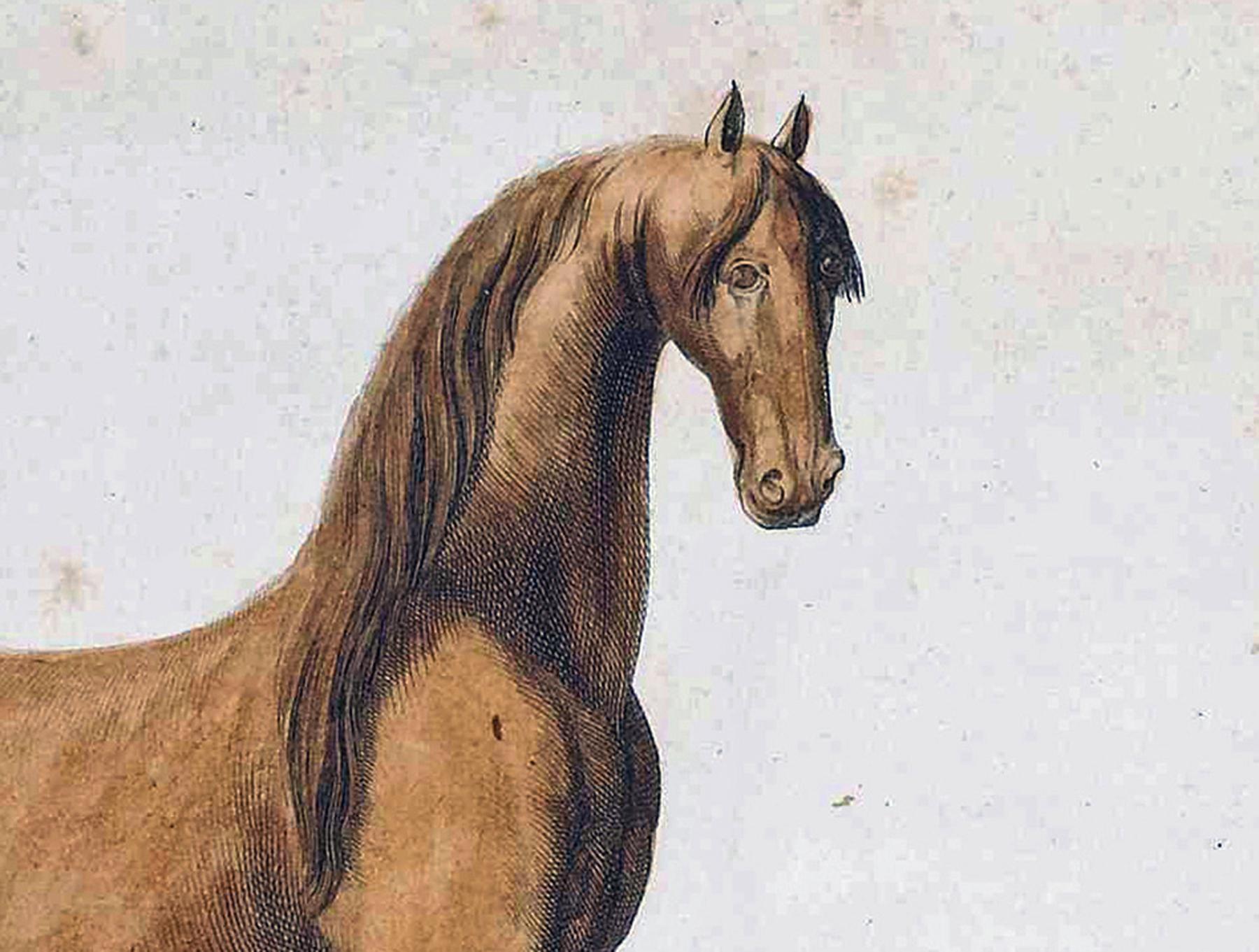 Paire de gravures de chevaux du 18e siècle en vente 1