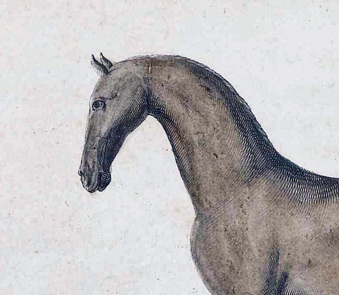 Pair of 18th Century Engravings of Horses For Sale 3