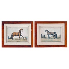 Antique Pair of 18th Century Engravings of Horses