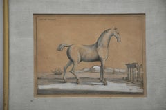 18th Century Etchings of Le Neopoltain and Cheval Anglois Horses - Set of 2